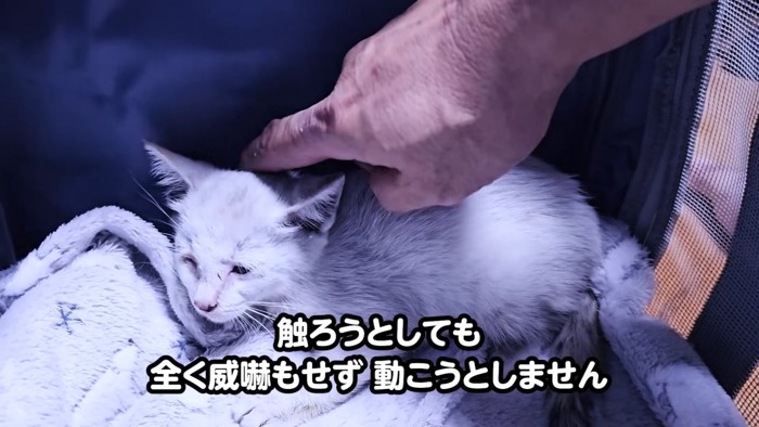 触られる子猫