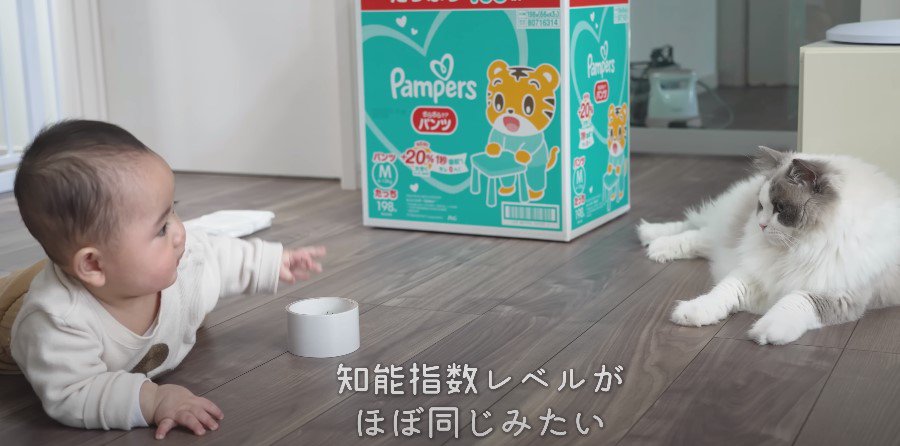 見つめ合う猫と赤ちゃん