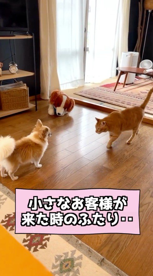 小型犬に近づく猫