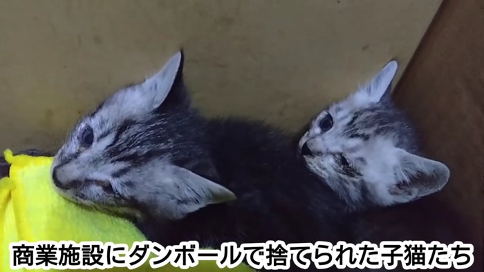 弱っている子猫