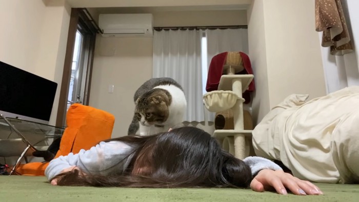 人の体の上に乗る猫