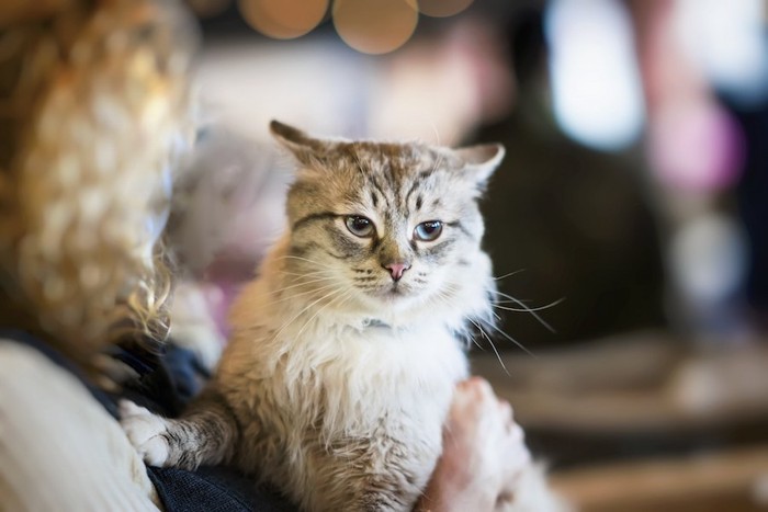 女性に抱かれて嫌そうな顔をする猫