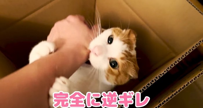 噛みつく猫