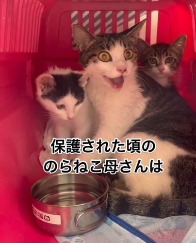 キャリーの中で口を開けている猫