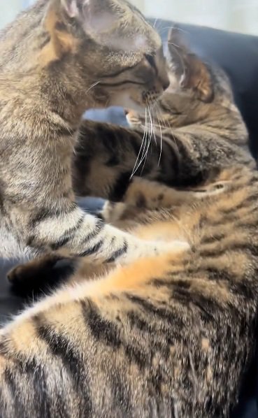 キジトラ猫のお腹をもみもみするベンガル猫のアップ