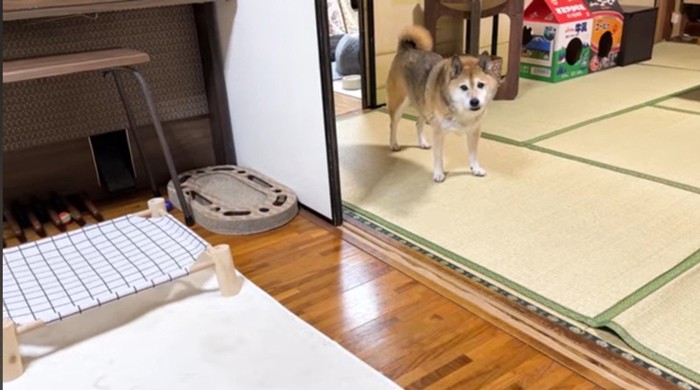 和室にいる柴犬