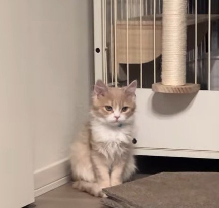 部屋の隅に佇む猫