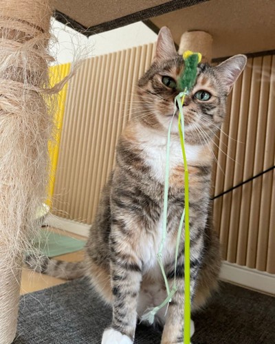 猫じゃらしを顔面に受け止める猫