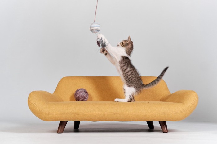 おもちゃで遊ぶ子猫