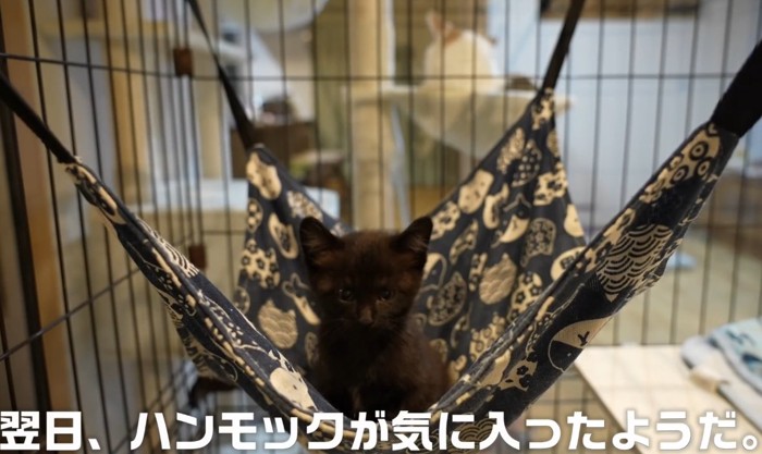 ハンモックの上に座っている子猫