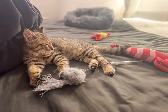 猫ベッドではなく人間のベッドにいる猫