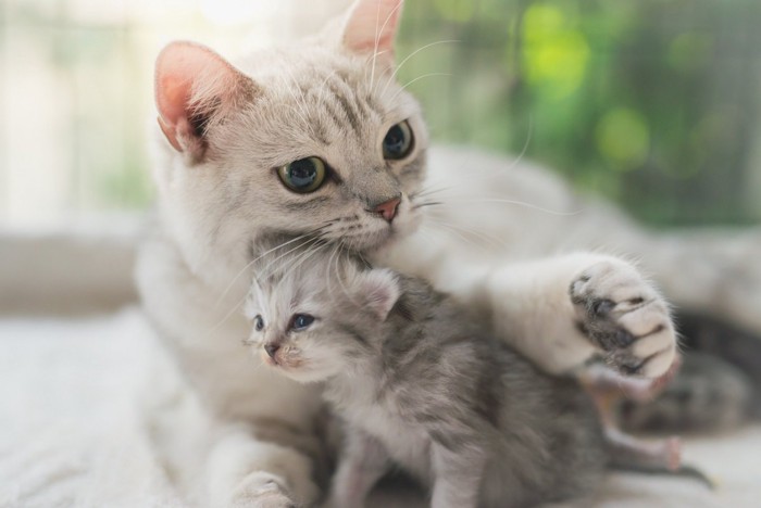 子猫を撫でている猫