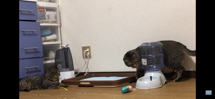 部屋にいる二匹の猫