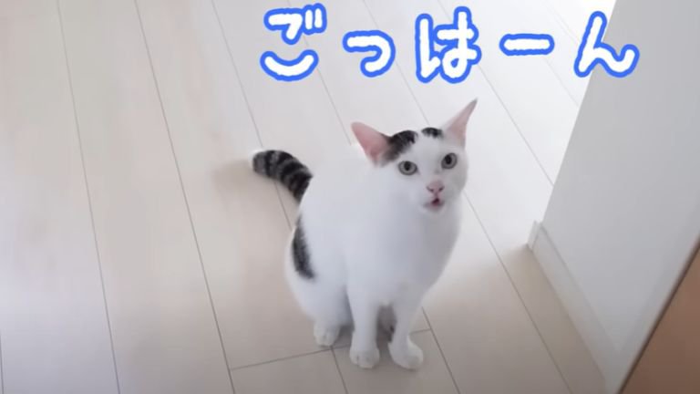 廊下を歩く猫