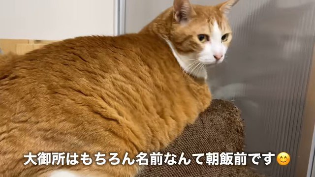 振り返る猫