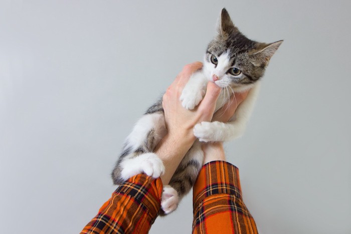 飼い主の指をおしゃぶりする子猫