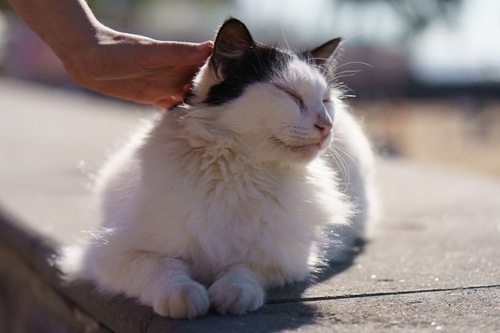 頭をなでられる白黒猫