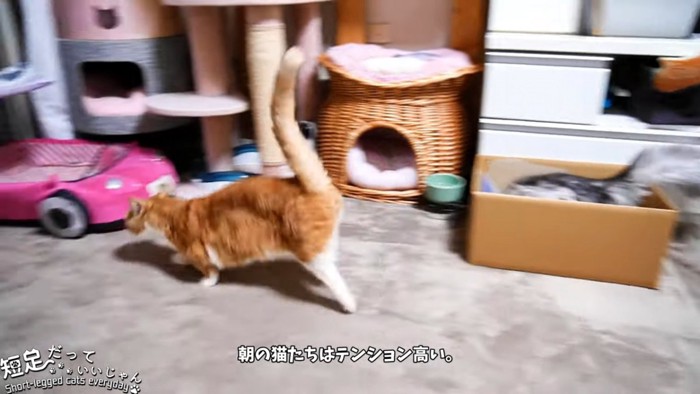 走る猫