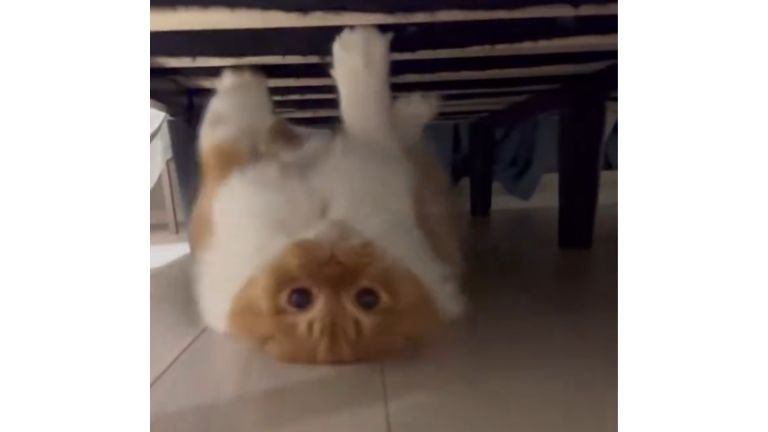 ベッド下にいる猫