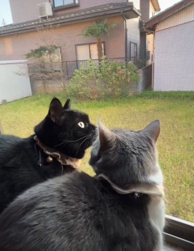 勢いよく振り返る猫