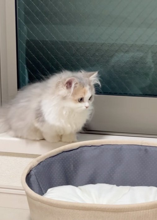 興味津々の猫