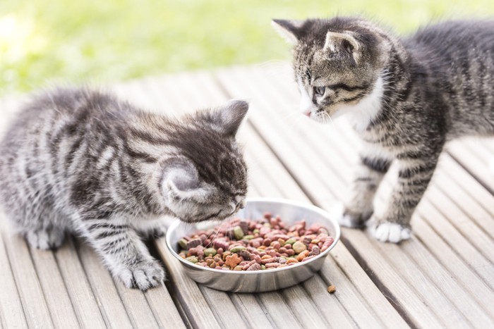 ドライフードを食べている子猫