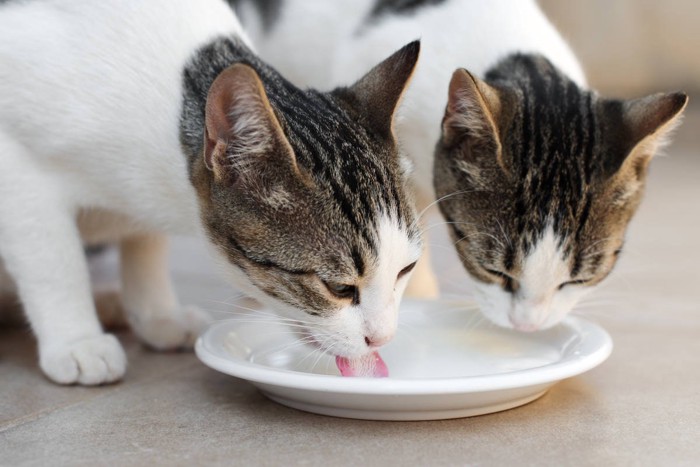ミルクを飲む猫