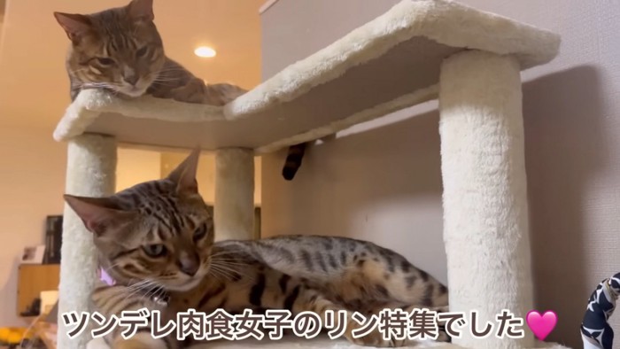 寝そべる2匹の猫