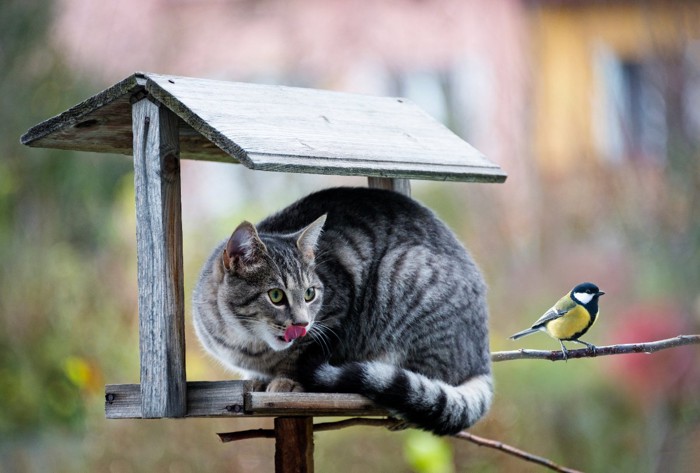 小鳥を狙う猫