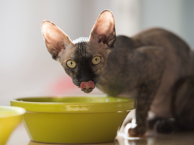 水を飲んでいる猫