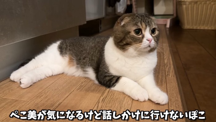 寝そべる猫