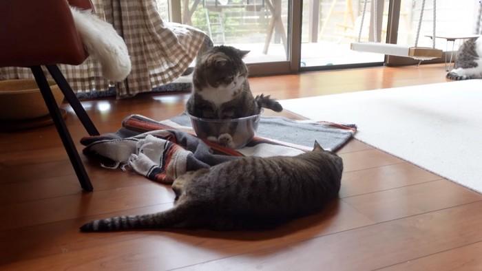 回される猫