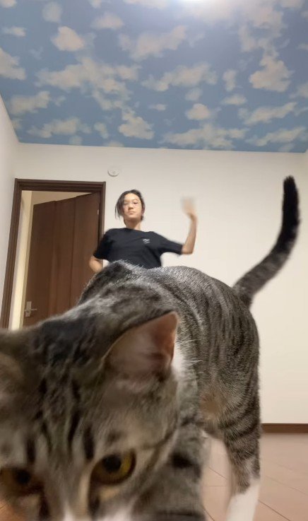 カメラに近づく猫