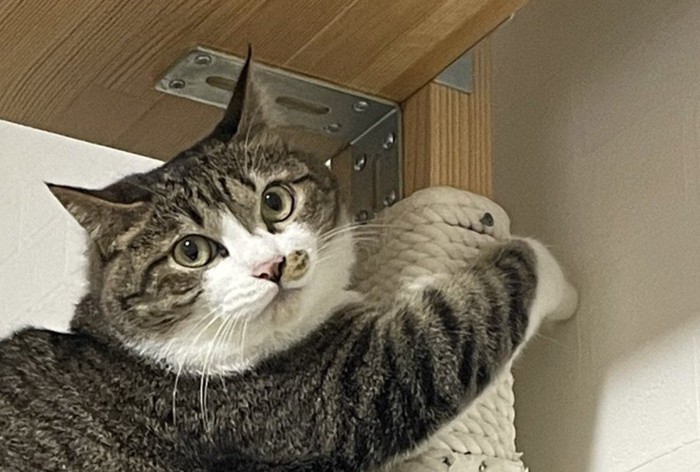 キャットタワーにしがみつくキジ白猫の表情