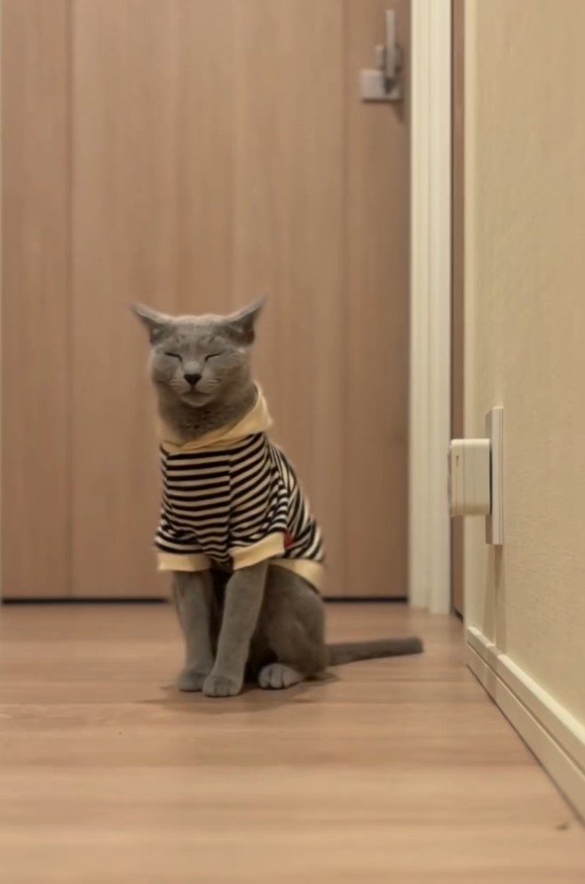 座って目をつぶる猫