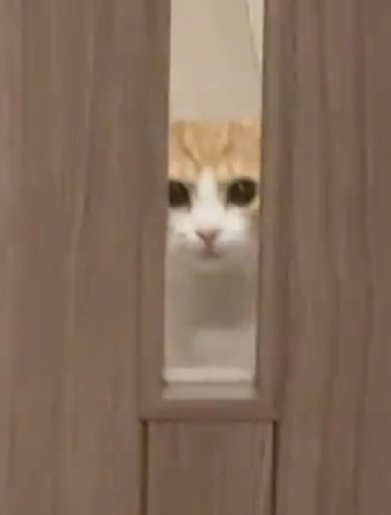 見つめる猫