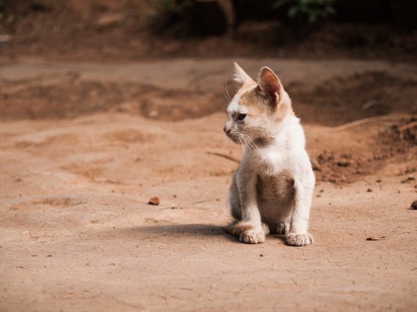 外にいる子猫