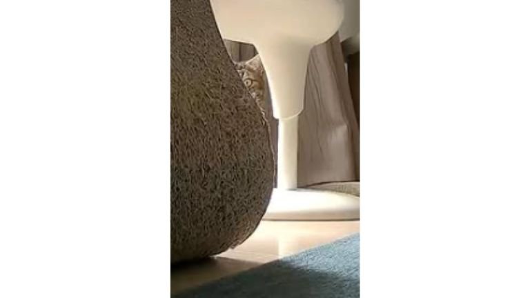 見守りカメラと猫