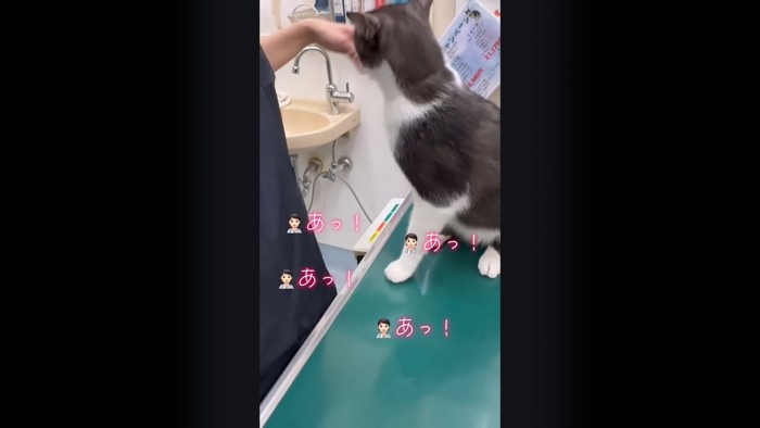 猫パンチ