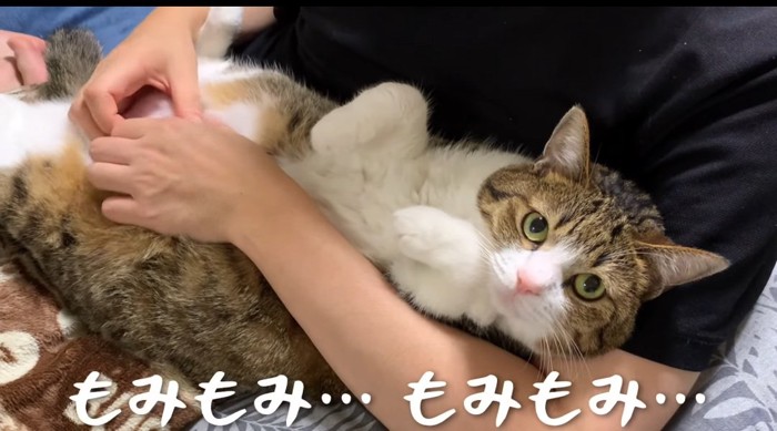 抱っこされる猫