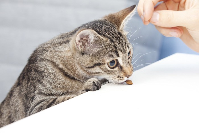 机の上のおやつを食べる猫