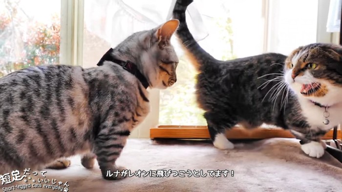 威嚇する耳折れ猫