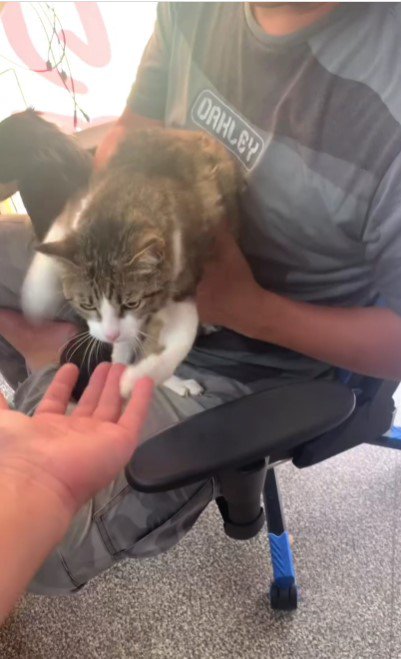人に抱かれている猫