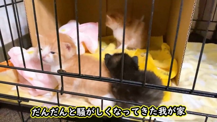赤ちゃん猫たち