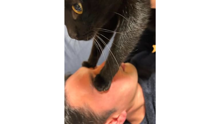 顔に乗っている猫