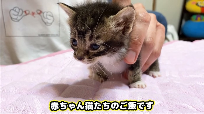 赤ちゃん猫