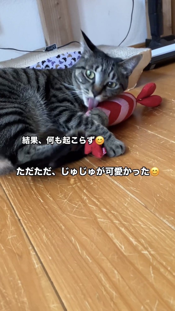 ぬいぐるみで遊ぶ猫