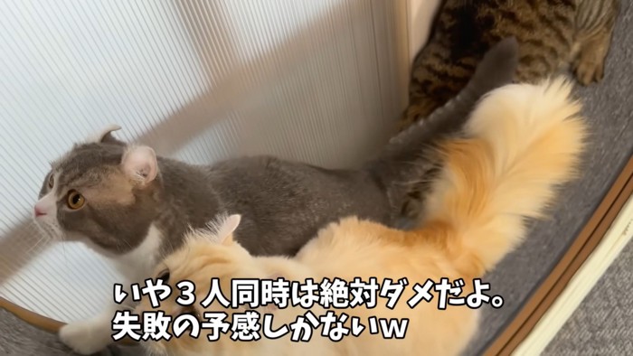 回し車に乗る三匹の猫