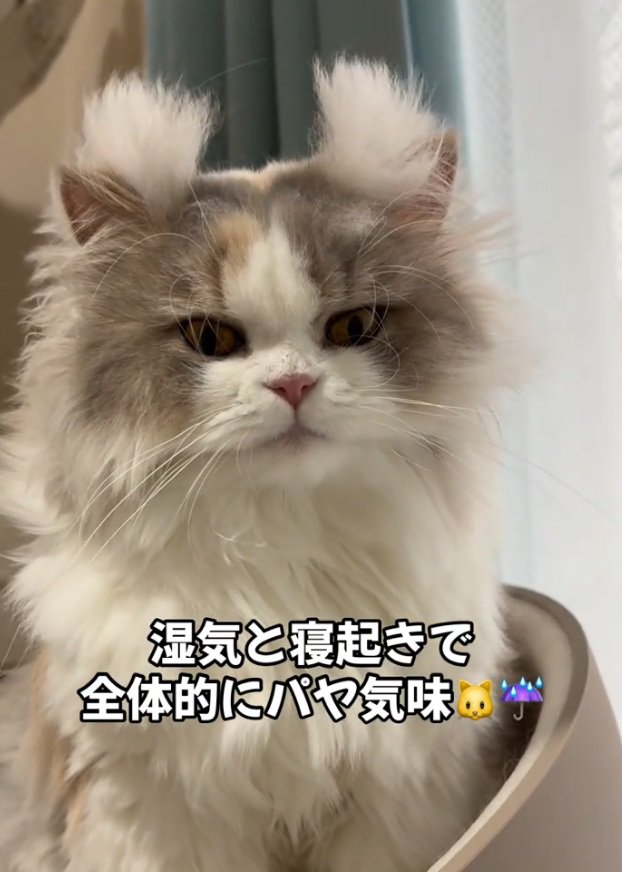 カメラ目線の猫