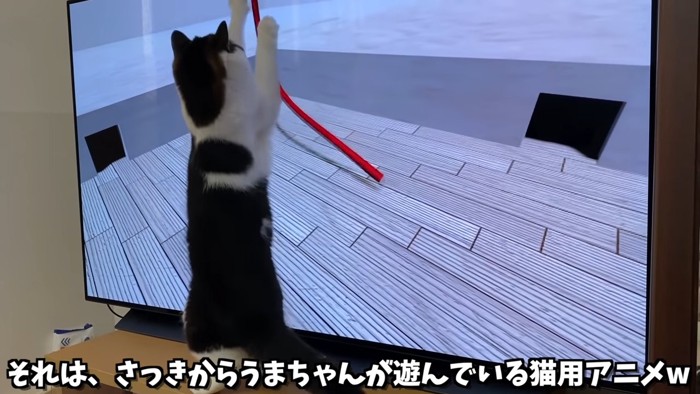 立ち上がる猫